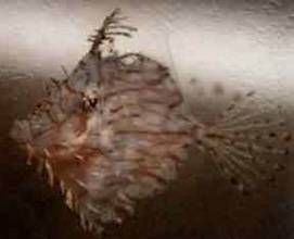 龍鬚炮彈 龍鬚炮彈