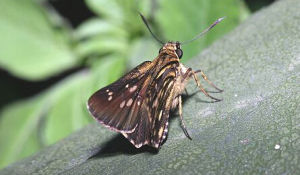 黃條褐弄蝶 黃條褐弄蝶