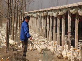 張井村[江蘇睢寧縣姚集鎮下轄村]