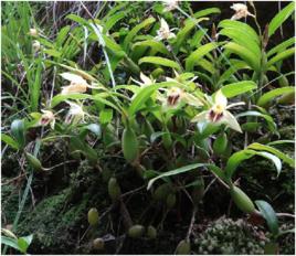 小石仙桃 小石仙桃