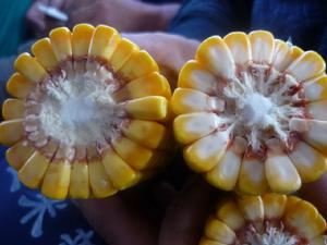 玉米品種——桂先822