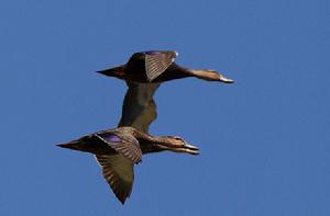 綠頭鴨墨西哥亞種