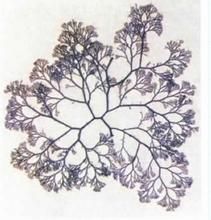 三叉仙菜 三叉仙菜