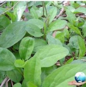 狹苞馬蘭 狹苞馬蘭