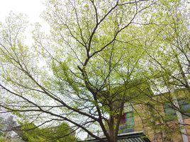 小葉欖仁 小葉欖仁