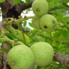 隴薄香1號 隴薄香1號