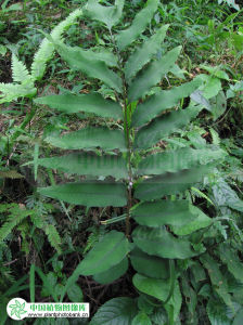 峨眉貫眾 峨眉貫眾