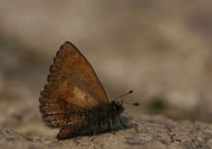 巒太鋸灰蝶 巒太鋸灰蝶