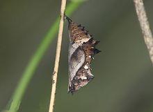 黃帶枯葉蝶 蛹