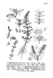 薄鱗節節菜 薄鱗節節菜