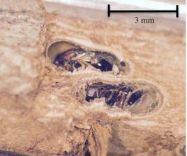 二重寄生物 二重寄生物