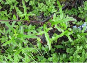 玉龍蟹甲草 玉龍蟹甲草