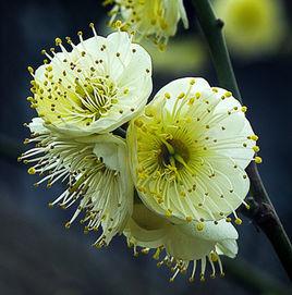 綠萼梅[薔薇科植物]
