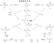 鳥氨酸的合成