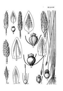 沼澤荸薺 沼澤荸薺