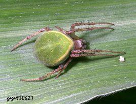 黃邊綠姬鬼蛛 黃邊綠姬鬼蛛