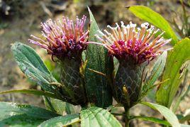 白朮[桔梗目菊科植物]