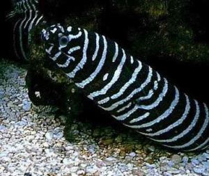 斑紋蛇鱔 斑紋蛇鱔