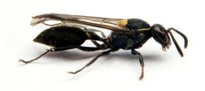 黃蜂毒素 黃蜂毒素