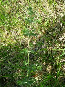 細毛拉拉藤 細毛拉拉藤