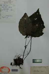 大葉唇柱苣苔 大葉唇柱苣苔