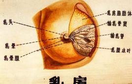 小葉增生 小葉增生