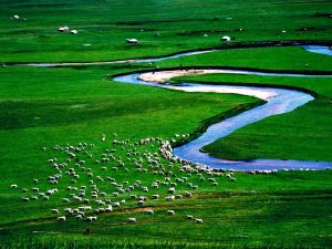 白音錫勒草原自然保護區 白音錫勒草原自然保護區