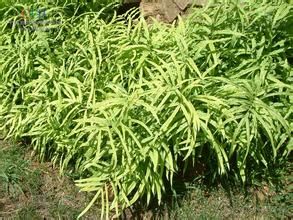 歐洲鳳尾蕨 歐洲鳳尾蕨