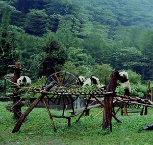 臥龍自然保護區