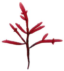 日本環節藻 日本環節藻