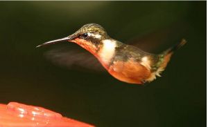 紫喉林星蜂鳥 紫喉林星蜂鳥