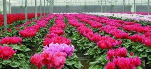 沭陽花卉小站園藝場 沭陽花卉小站園藝場