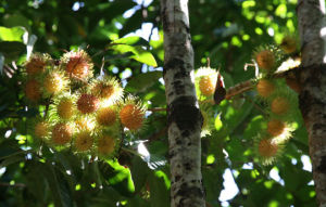 黃毛卷花丹 黃毛卷花丹