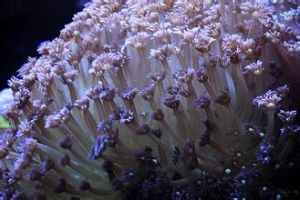 萬花筒珊瑚