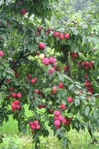 超級紅寶石李子 超級紅寶石李子