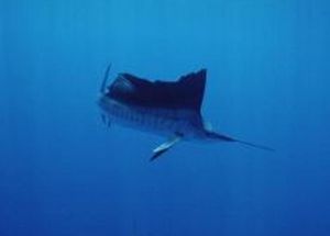 太平洋沙鮨 太平洋沙鮨