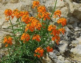 草地糖芥 草地糖芥