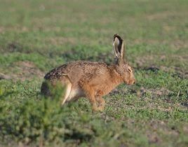 草兔利比亞亞種 草兔利比亞亞種