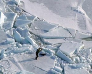 許多海豹被用槍射殺或被用棍棒擊中頭部而死，場面極為血腥。