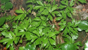 多裂荷青花 多裂荷青花