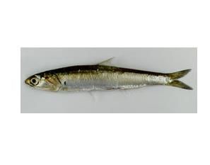 異葉公鯷 異葉公鯷