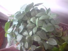 吸收空氣中毒素