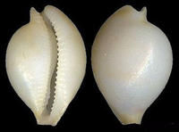 李姒寶螺 李姒寶螺