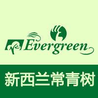 紐西蘭常青樹 紐西蘭常青樹