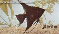 黑神仙魚 黑神仙魚