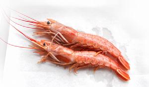 紅對蝦 紅對蝦