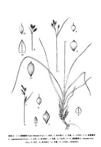 短鱗薹草 短鱗薹草