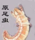 原尾蟲 原尾蟲