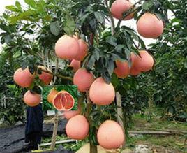 三紅蜜柚苗 三紅蜜柚苗