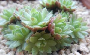 小紅卷娟 小紅卷娟